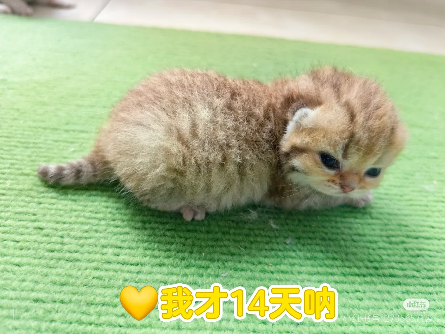 银渐层，金虎斑